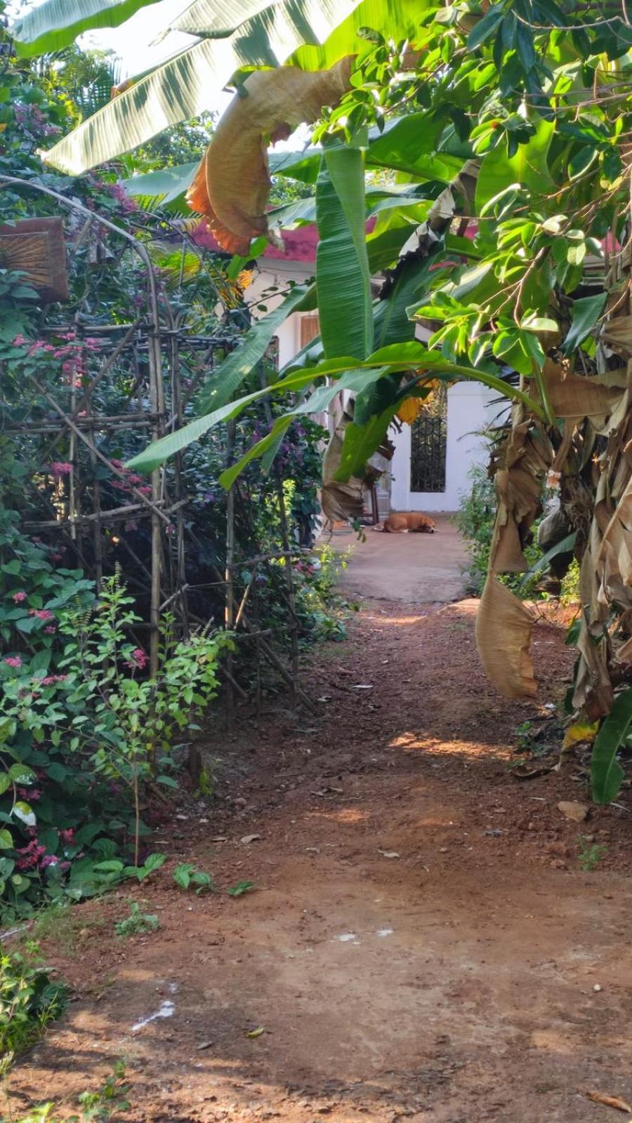 Hill View Guest House Anjuna Eksteriør bilde
